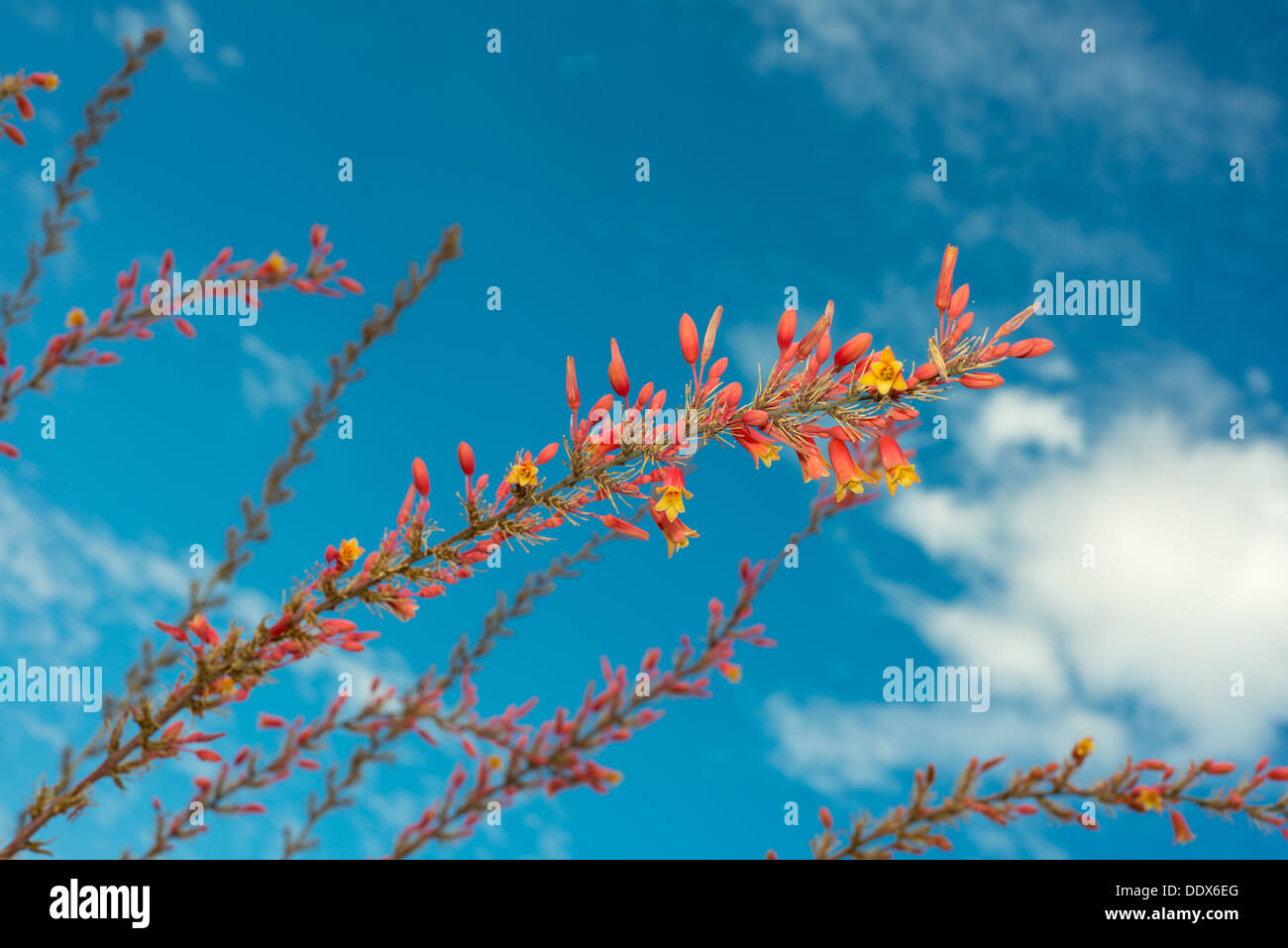 schöne rote Yucca Blüten vor blauem Himmel bewölkt Stockfoto