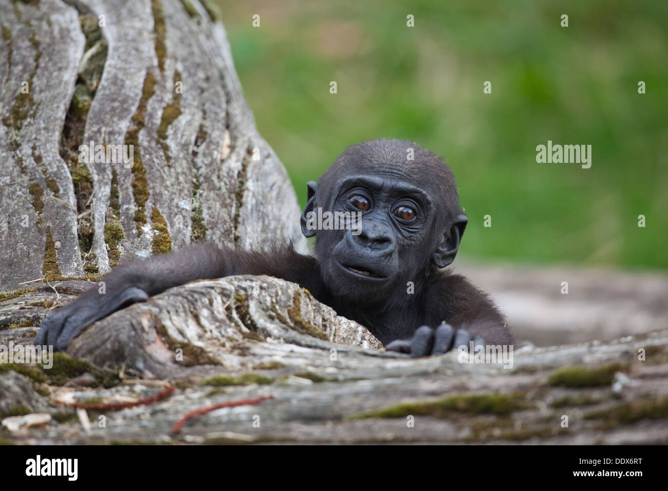 Weston Flachlandgorilla (Gorilla Gorilla). Elf Monate alten Jungen. Durrell Wildlife Park, Jersey, Kanalinseln, Großbritannien. Stockfoto