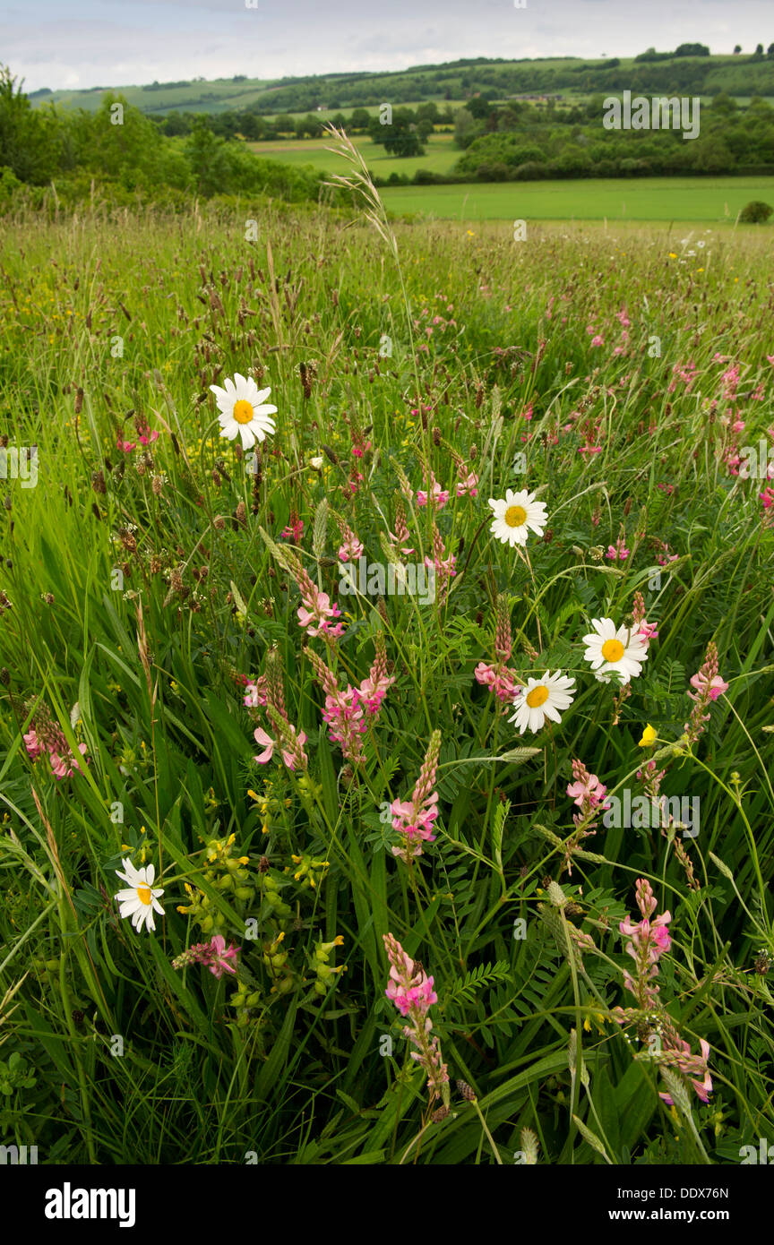 Eine organische Wildblumenwiese in Wiltshire, UK, zeigen viele Sorten von Blumen und Gräsern einschließlich Oxeye Daisies.a Stockfoto