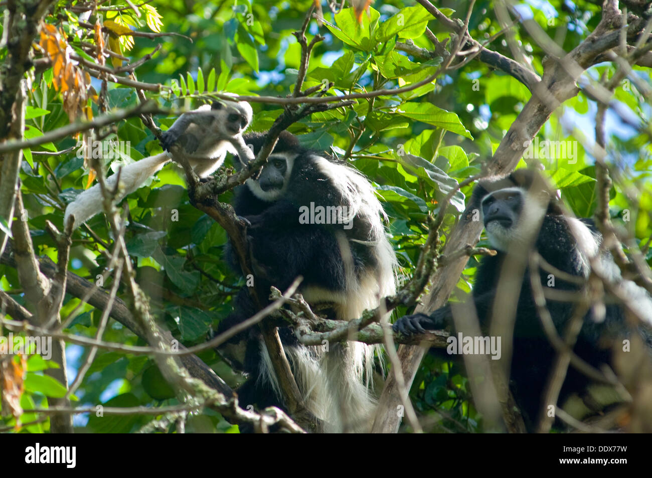 Colobus Affen Baby seine Fähigkeiten zu erforschen, während bewacht von den Eltern Stockfoto