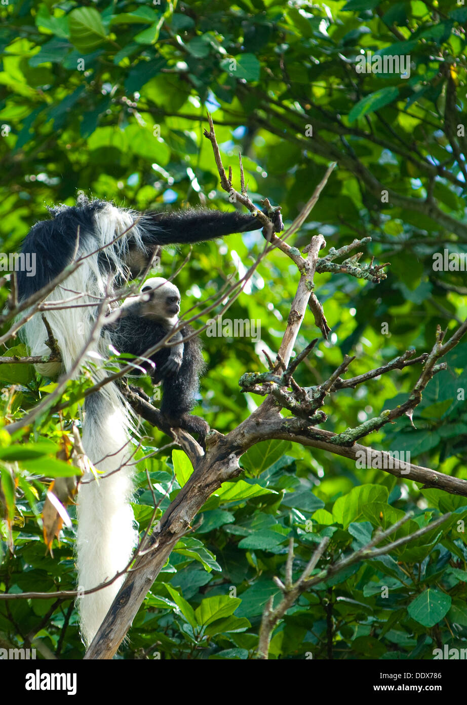 Colobus Affen mit baby Stockfoto