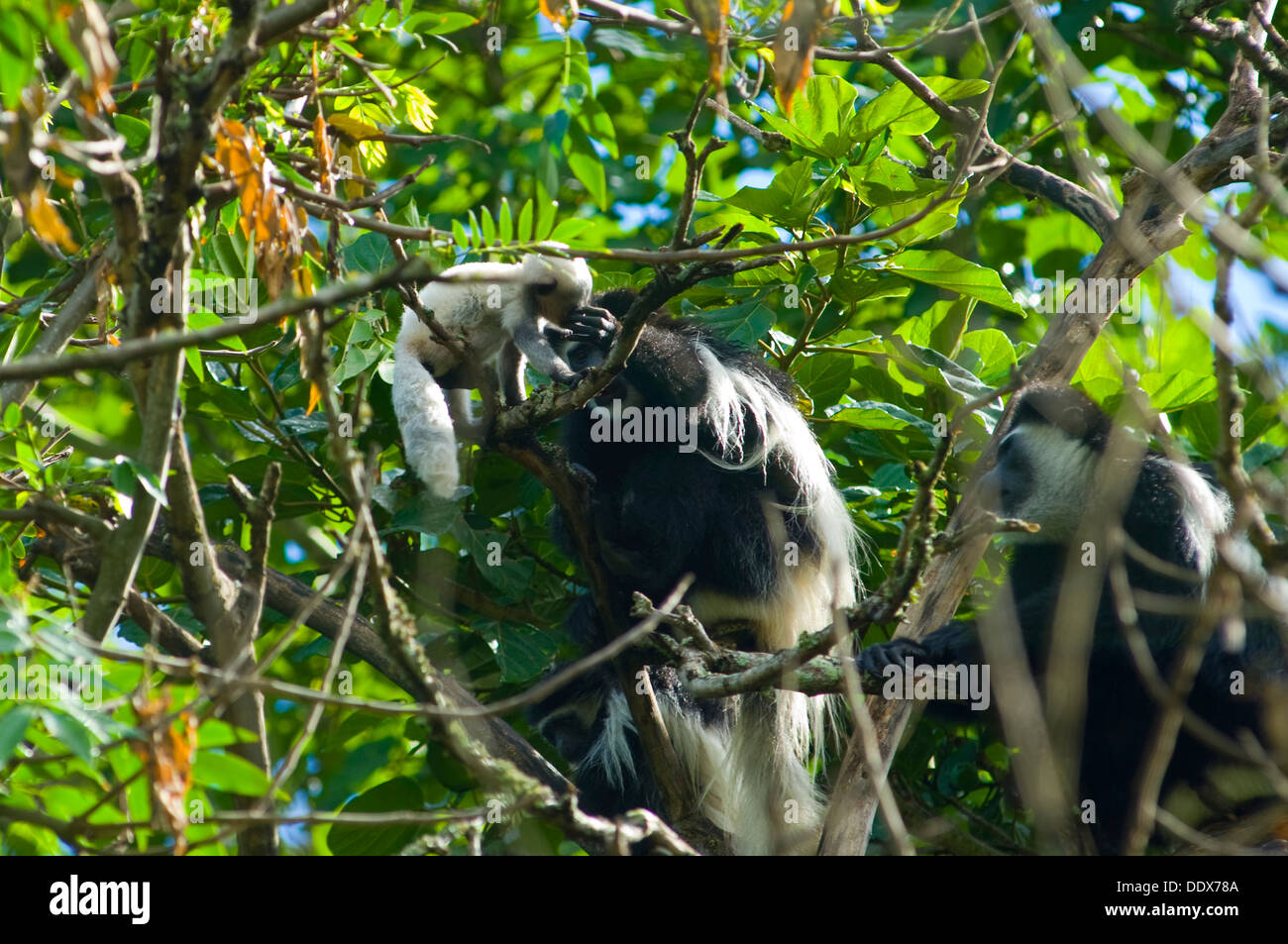 Colobus Affen Mutter, reinigen das Auge ihres Babys Stockfoto