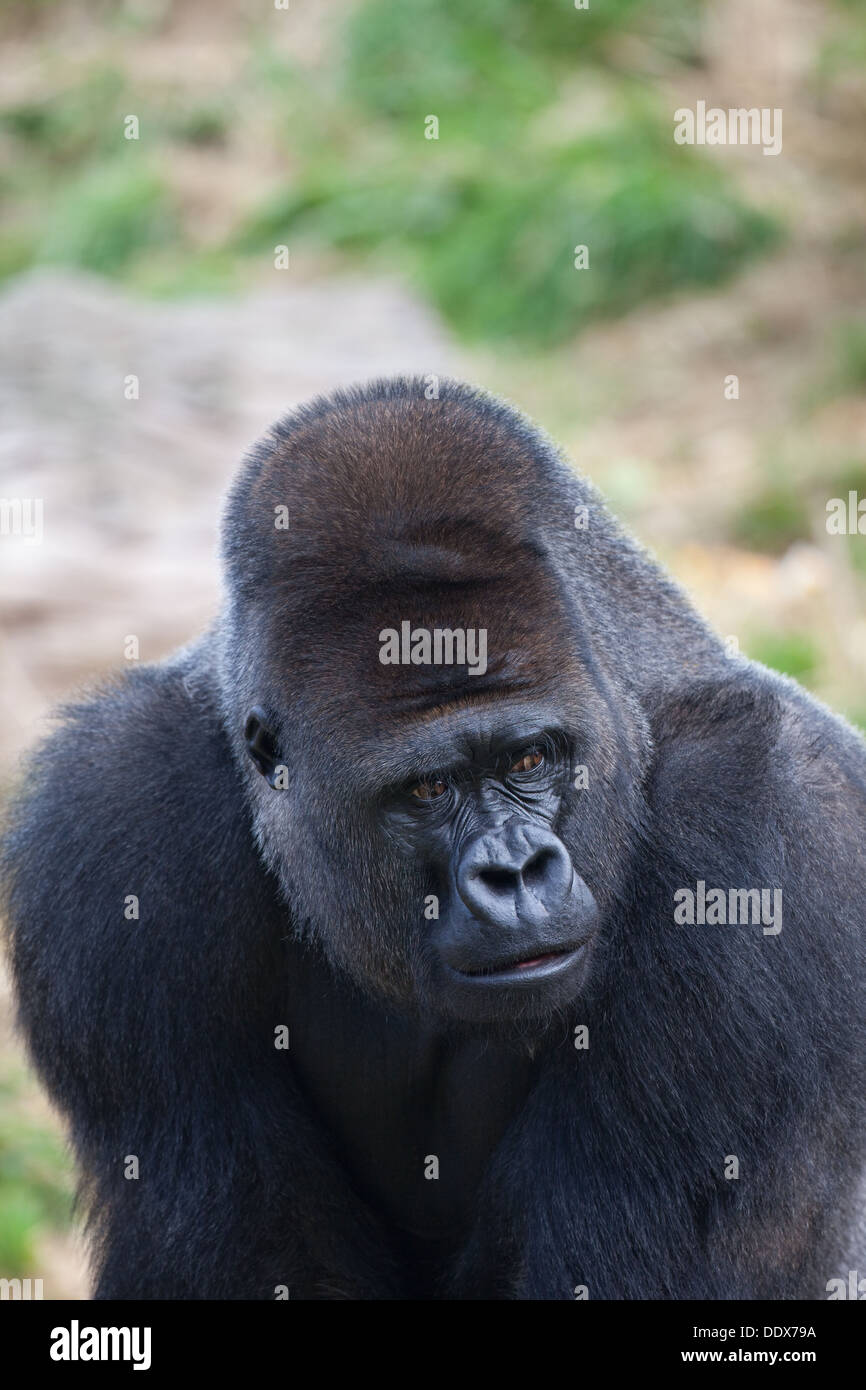 Flachlandgorilla (Gorilla Gorilla Gorilla). Männlich. Durrell Wildlife Park, Jersey, Kanalinseln, Großbritannien. Stockfoto