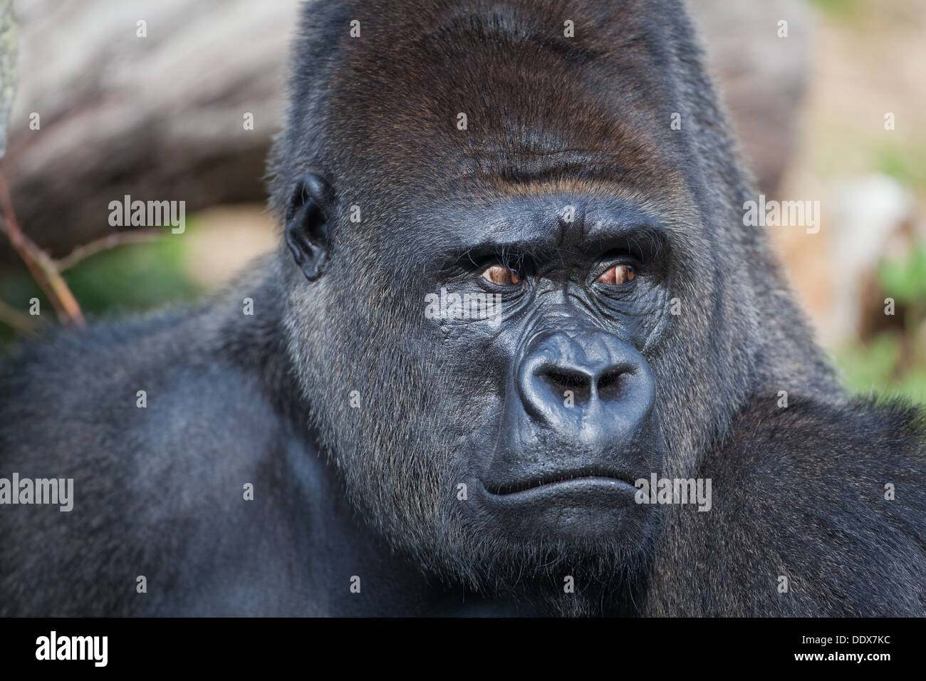 Flachlandgorilla (Gorilla Gorilla Gorilla). Männlich. Durrell Wildlife Park, Jersey, Kanalinseln, Großbritannien. Stockfoto