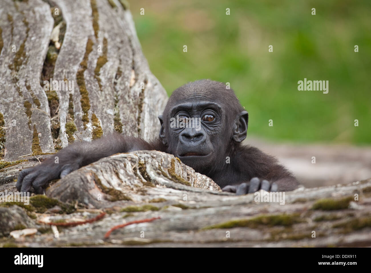 Flachlandgorilla (Gorilla Gorilla). Elf Monate alten Jungen. Durrell Wildlife Park, Jersey, Kanalinseln, Großbritannien. Stockfoto