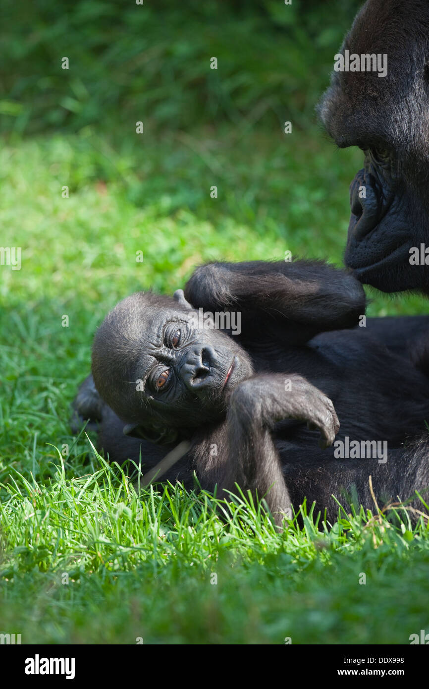 Westliche Flachlandgorillas (Gorilla Gorilla Gorilla). Elf Monate alt Youngster und wachsamen Mutter. Durrell Wildlife Trust. Stockfoto