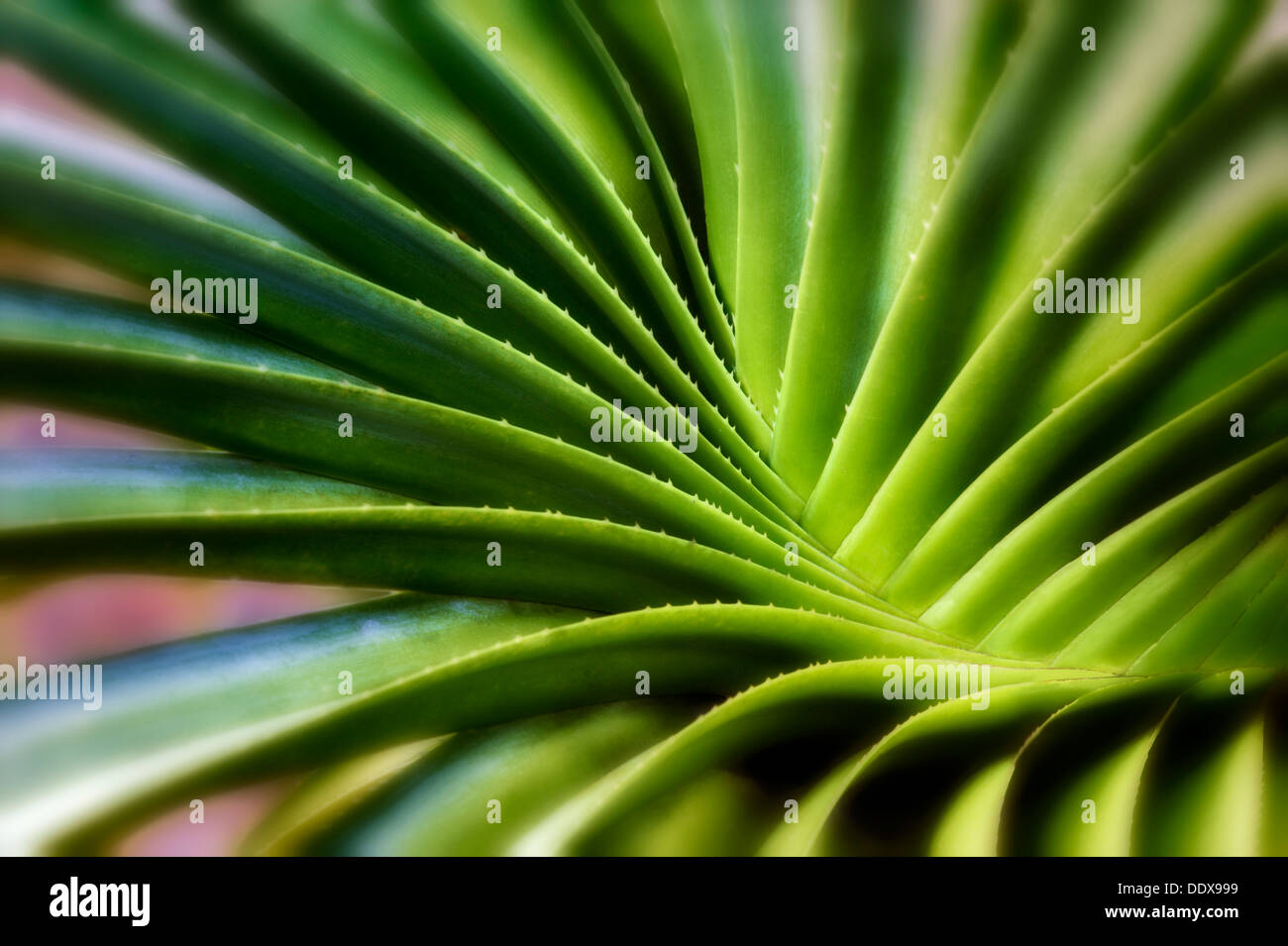 Wirbelnde Blätter der Sukkulente. Bora Bora. Französisch-Polynesien. Stockfoto