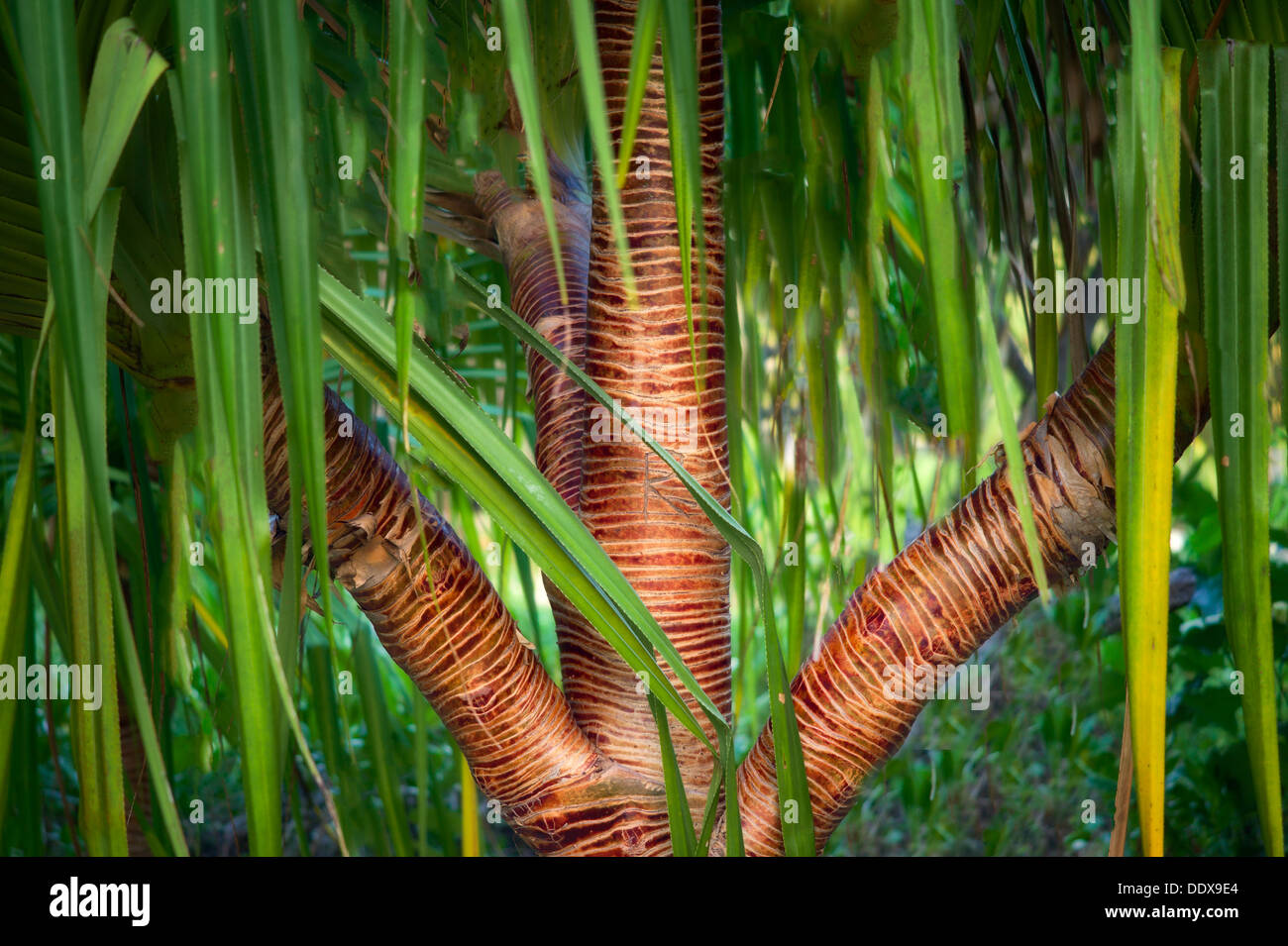 Nahaufnahme der Rinde auf Pandanus Baum. Bora Bora. Französisch-Polynesien. Stockfoto