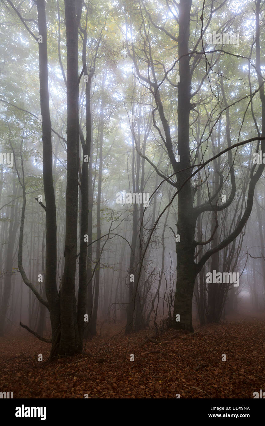 Europäische Buchenwälder (Fagus Sylvatica) mit Nebel. Naturpark MONTSENY. Barcelona. Katalonien. Spanien. Stockfoto