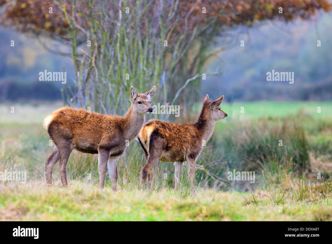 Whitetail Kitzen in einem dichten Wald Stockfoto