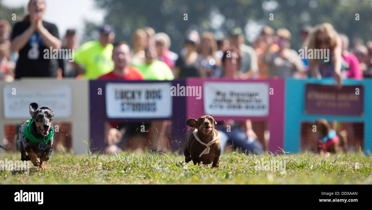 Dackel konkurrieren in der jährlichen "Wiener Takes All" Dackel-Rennen in Bella Vista, Arkansas Stockfoto