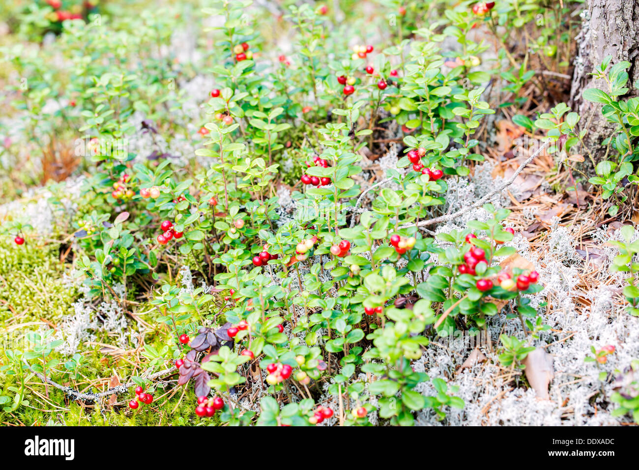Gemischter busch -Fotos und -Bildmaterial in hoher Auflösung – Alamy