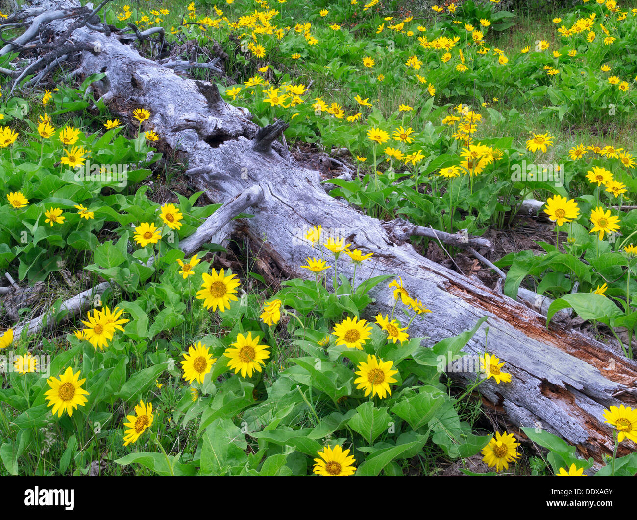 Toter Baum und Balsamwurzel Wildblumen. Columbia River Gorge National Scenic Area. Oregon Stockfoto