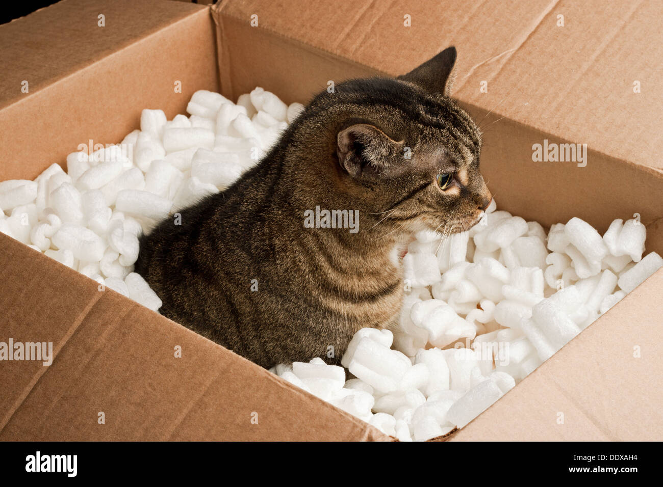 Neugierige Katze im Karton Verpackung Erdnüsse Stockfoto