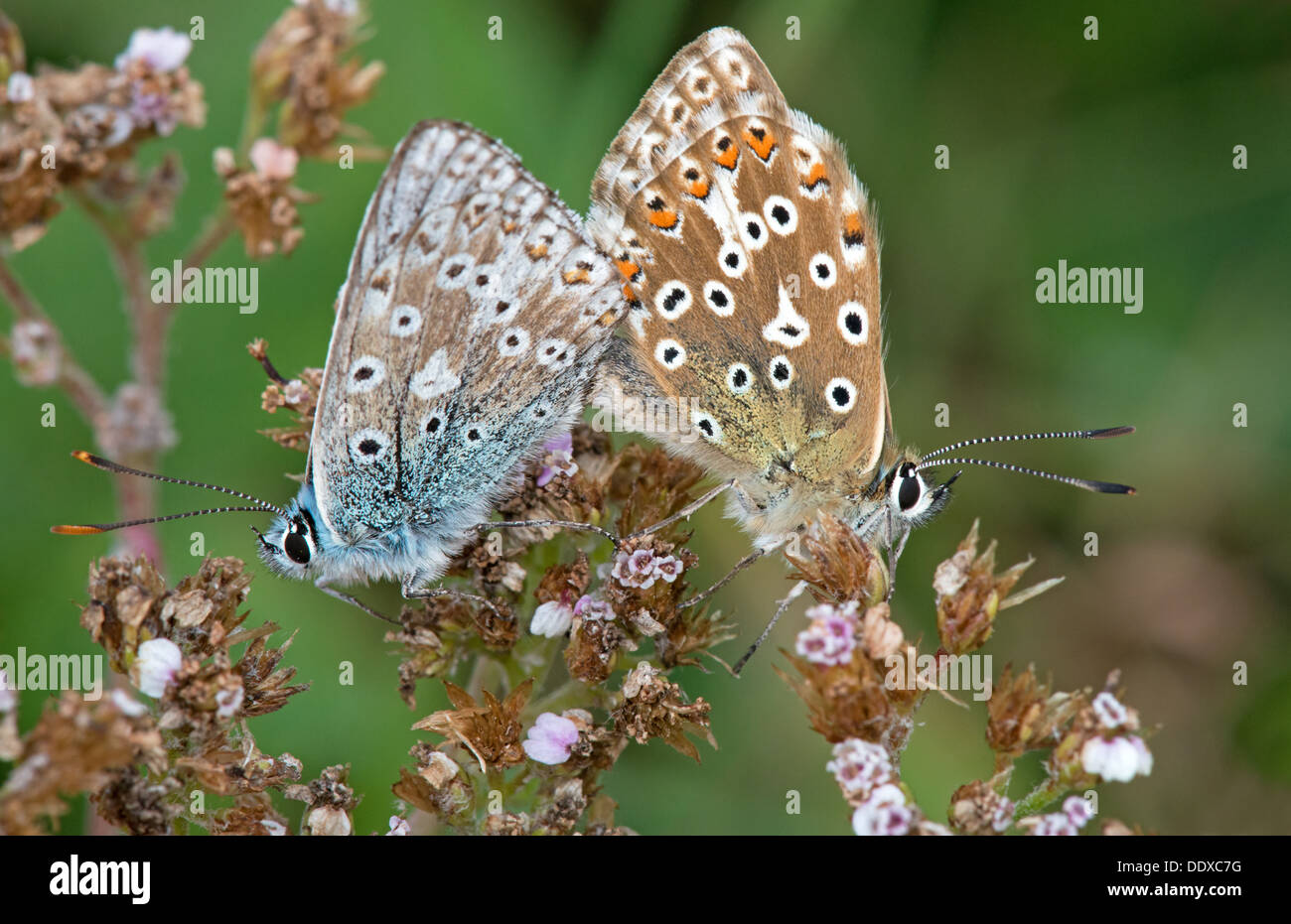Paar von Chalkhill Blues-Lysandra Coridon Schmetterlinge, Paarung, Uk Stockfoto