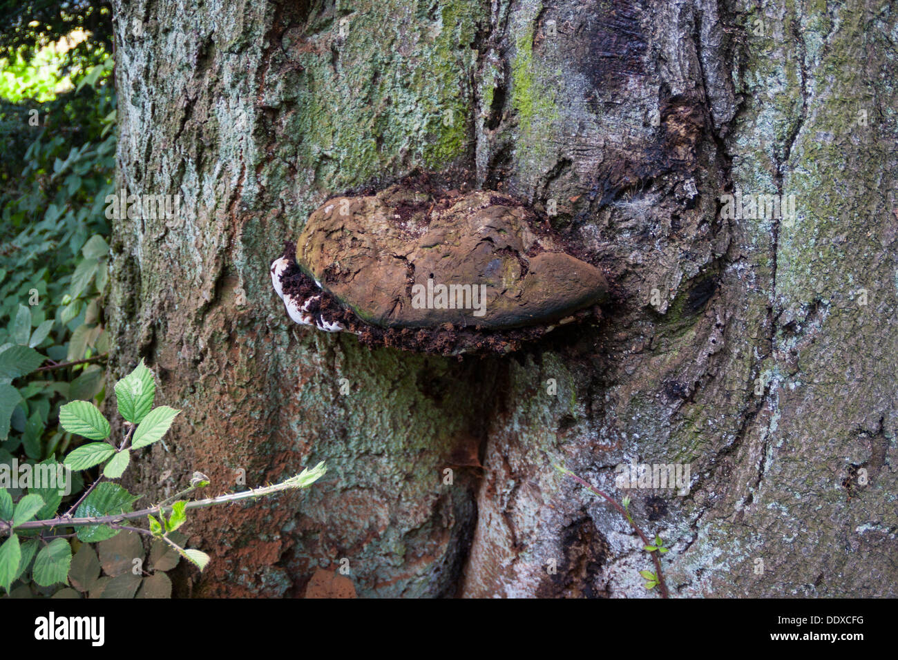 Pilze wachsen auf Baumstamm Stockfoto