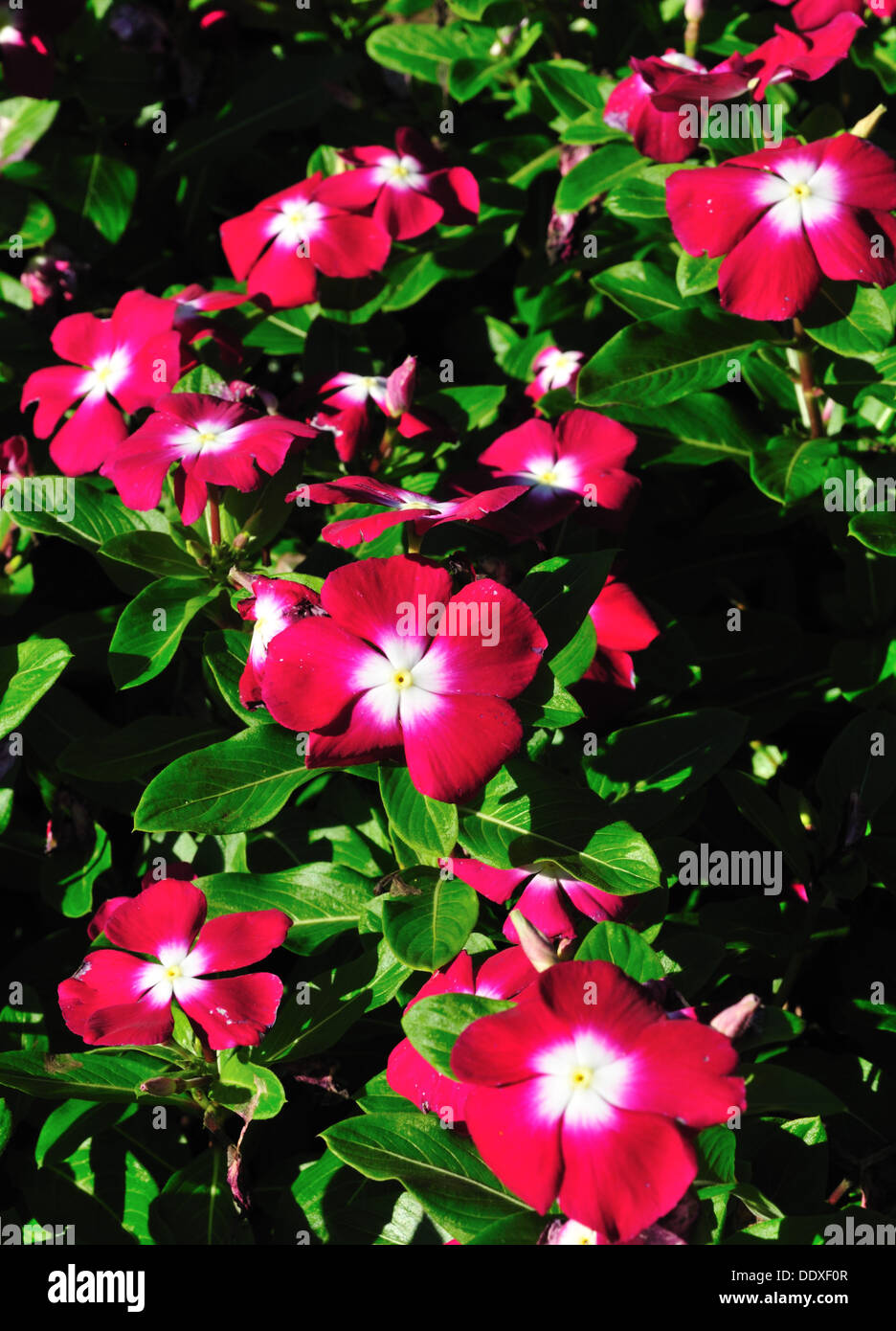 Catharanthus Roseus Vinca 'Pacifica Burgund Halo' Stockfoto