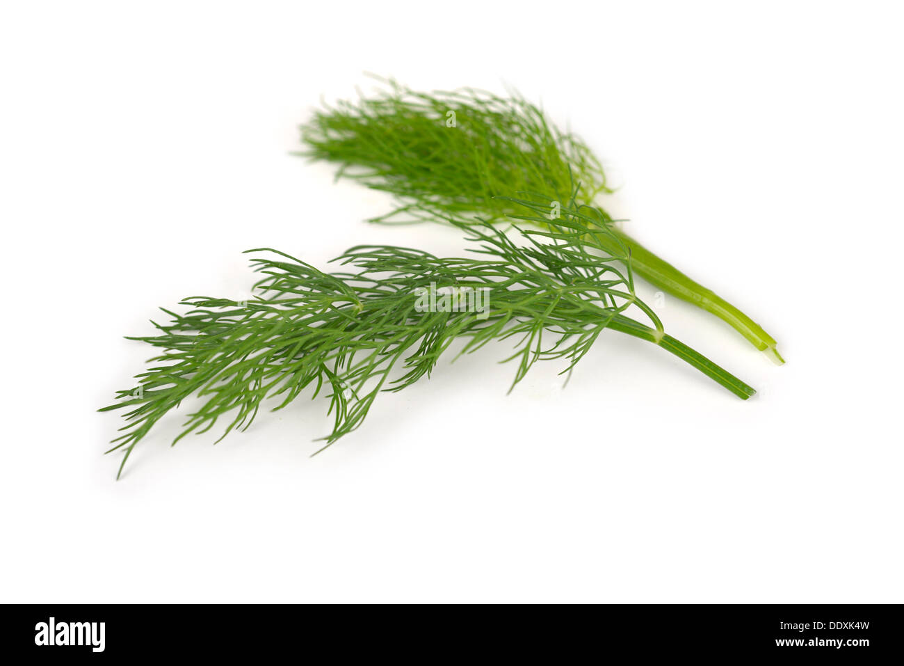 Dill, frisch, roh Stockfoto