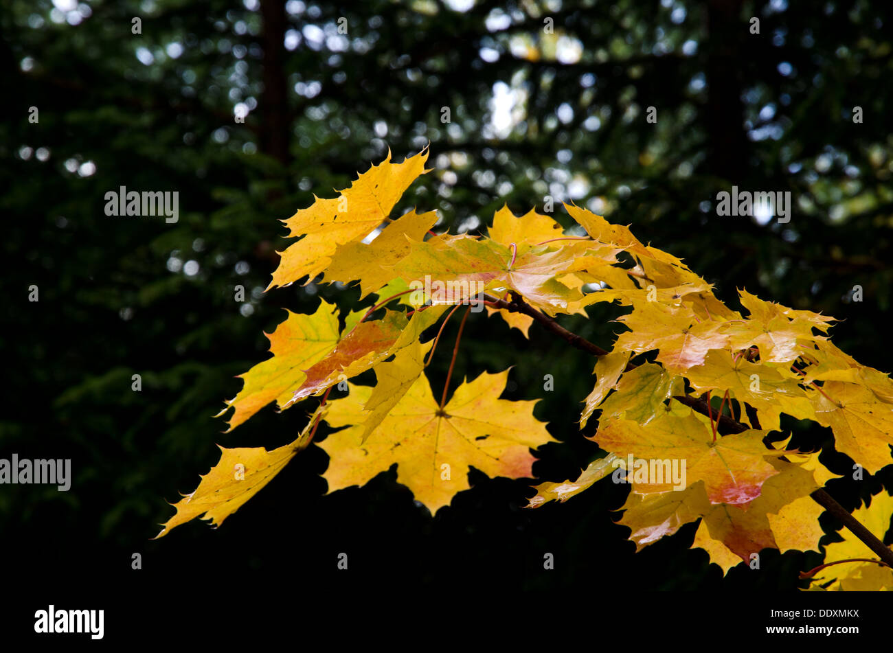 Ahornblätter auf dunklem Hintergrund Stockfoto