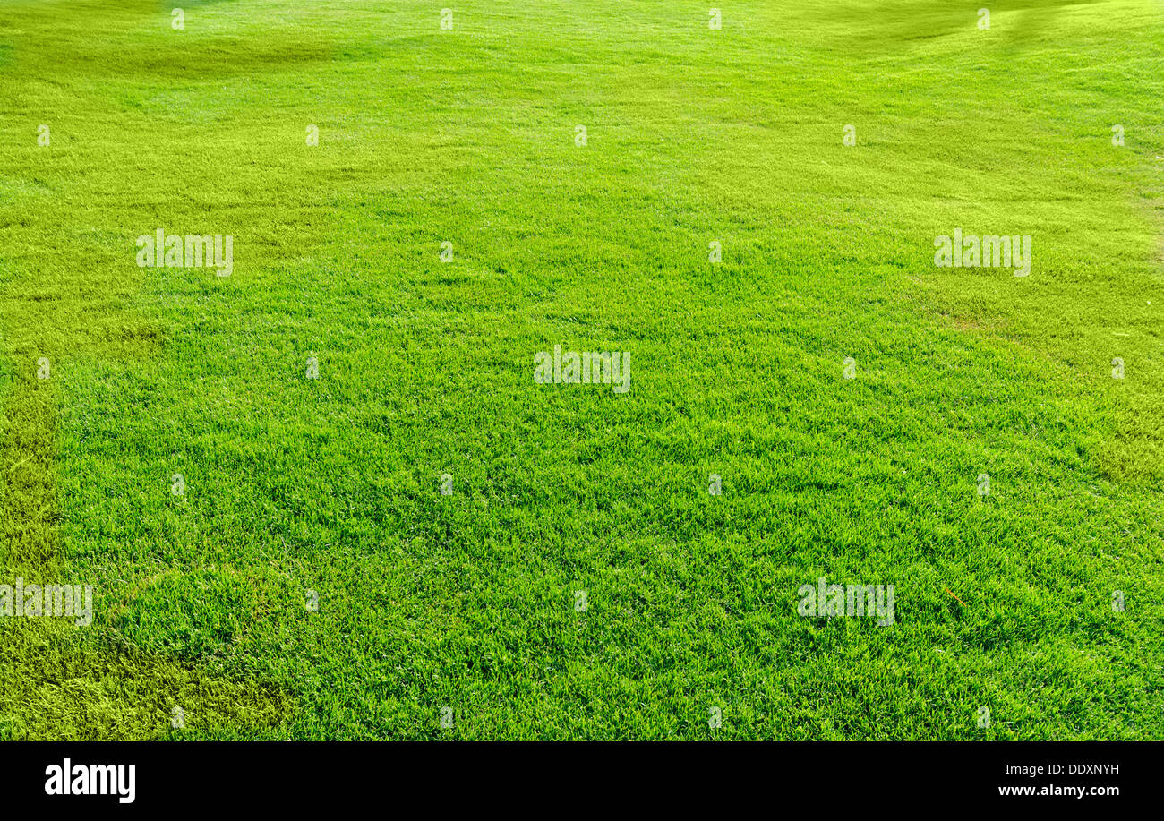 Landschaft mit grünen Rasen bedeckt Stockfoto