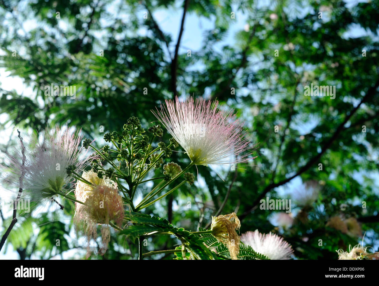 Mimosa Baum (Albizia Julibrissin) blüht im Sommer Stockfoto