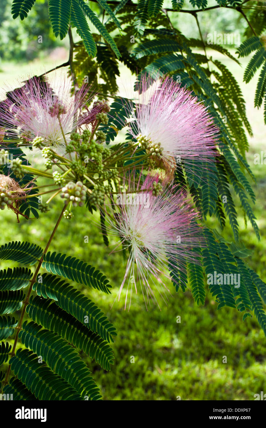Mimosa Baum (Albizia Julibrissin) blüht im Sommer Stockfoto