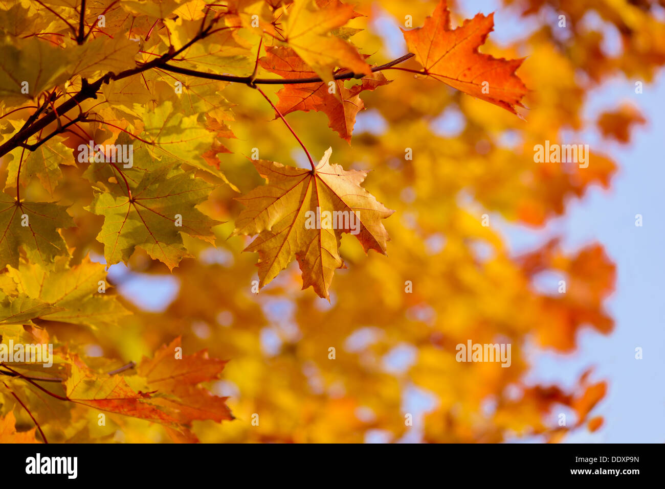 Herbstliche Ahornblätter Niederlassung über blauen Himmel Stockfoto