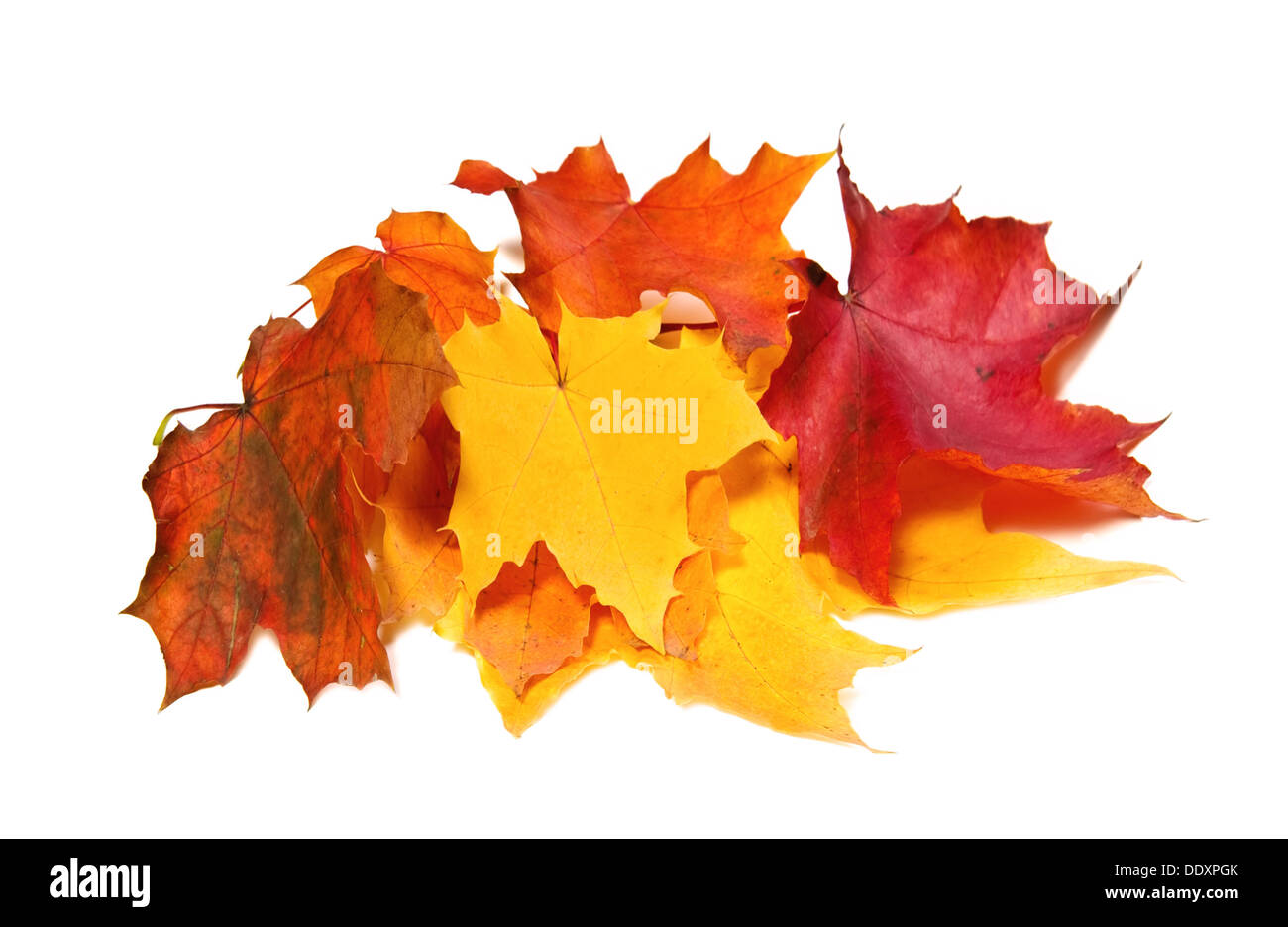 Ahorn Herbstlaub farbig auf weiß Stockfoto