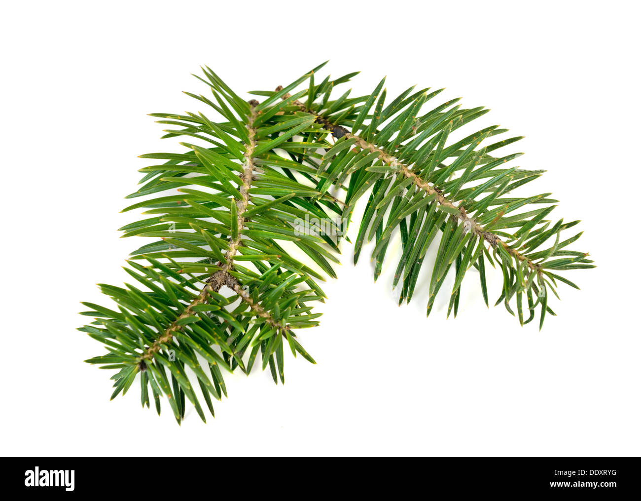 Weihnachtsbaum Zweig für dekorieren isoliert auf weiß Stockfoto