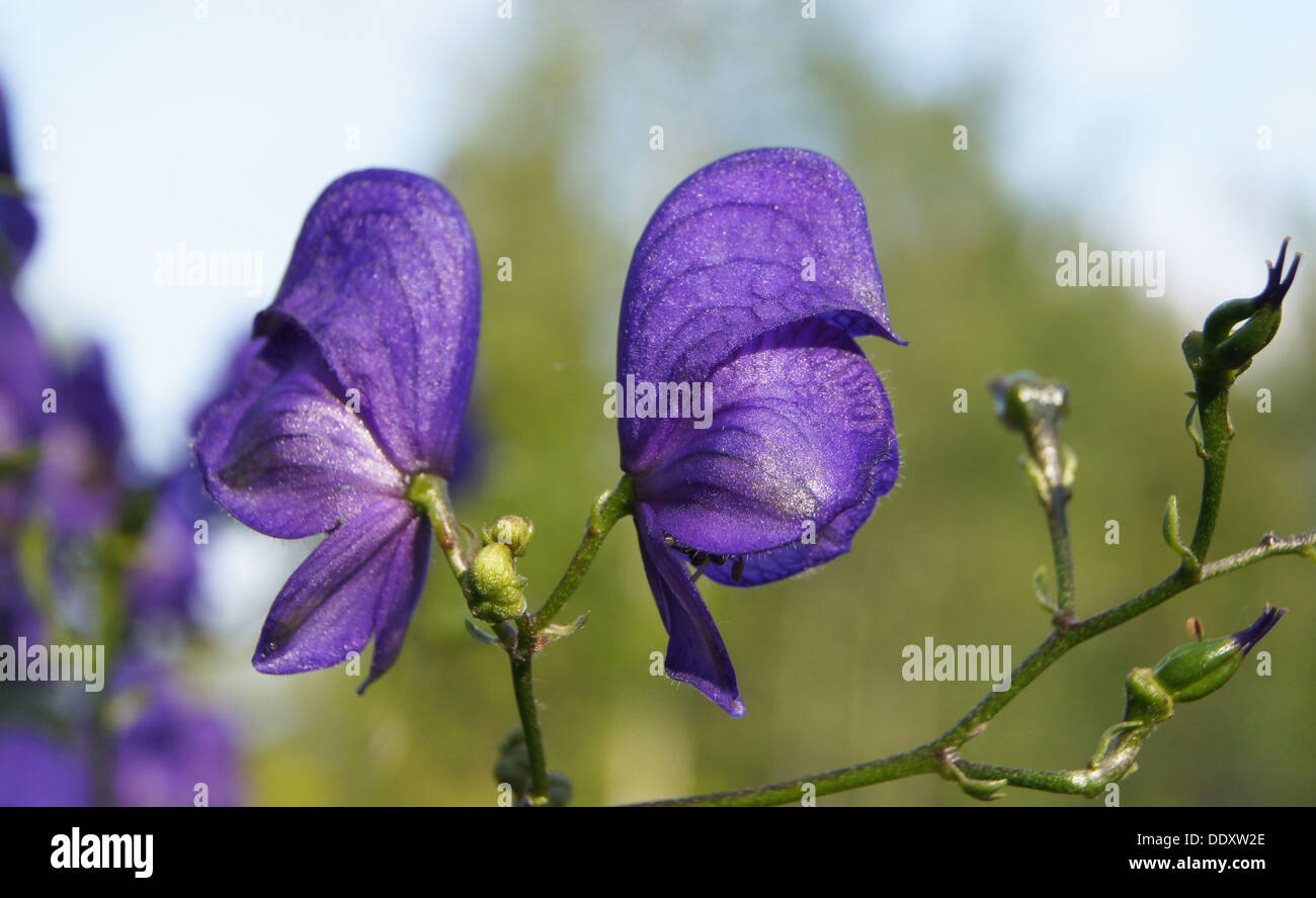 Eisenhut (Aconitum Napellus) Blumen Stockfoto