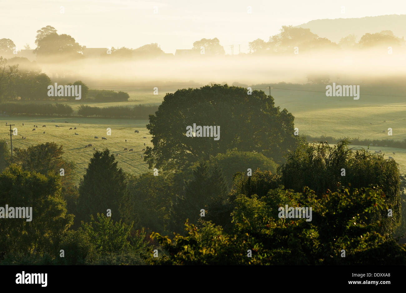 Frühen Morgennebel über Cam grün, Gloucestershire Stockfoto