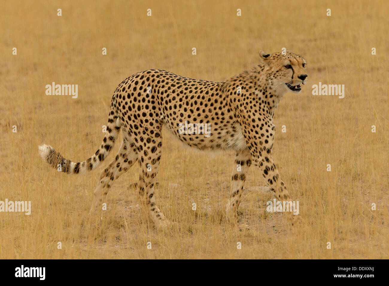 Gepard (Acinonyx Jubatus), Männlich Stockfoto