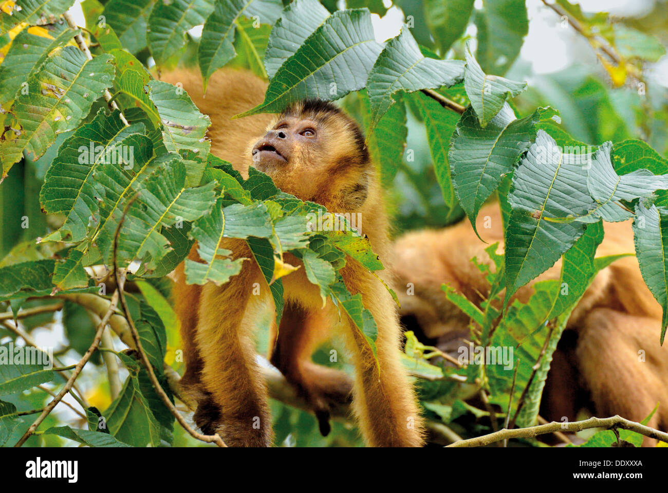 Brasilien, Pantanal: Kapuzineraffen (Cebus Apella) auf der Suche nach Früchten in einem Baum Stockfoto