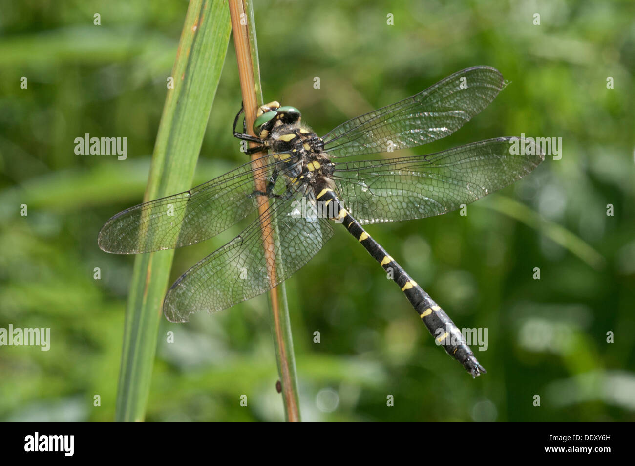 Düstere Goldenring (Cordulegaster Bidentatus) Stockfoto