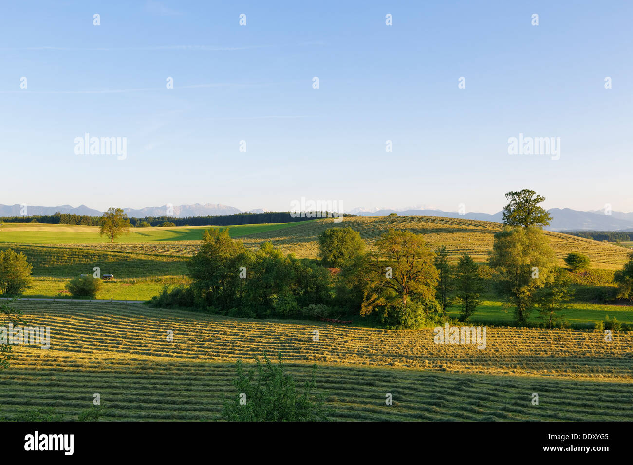 Kulturlandschaft mit gemähte Wiesen, Alpenvorland Stockfoto