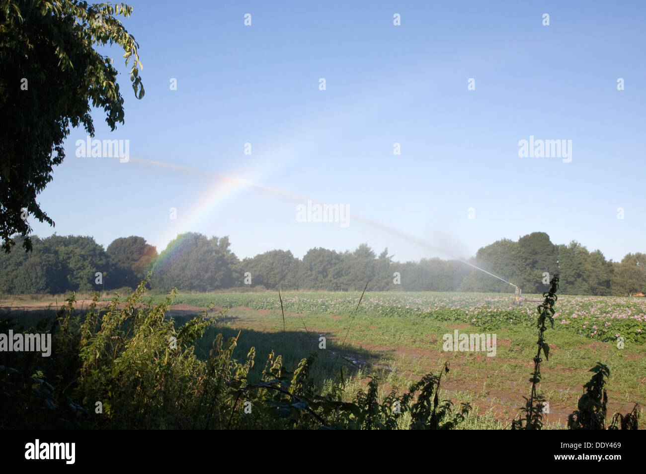 Regenbogen aus Wasser von Ernte Bewässer über Feld von Kartoffeln Suffolk England gesprüht Stockfoto