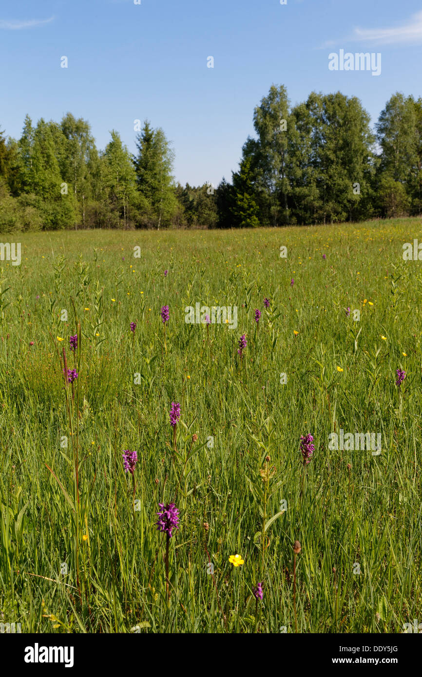 Feuchtwiese mit Orchis, Magnetsrieder Hardt Nature Reserve, in der Nähe von Weilheim Stockfoto
