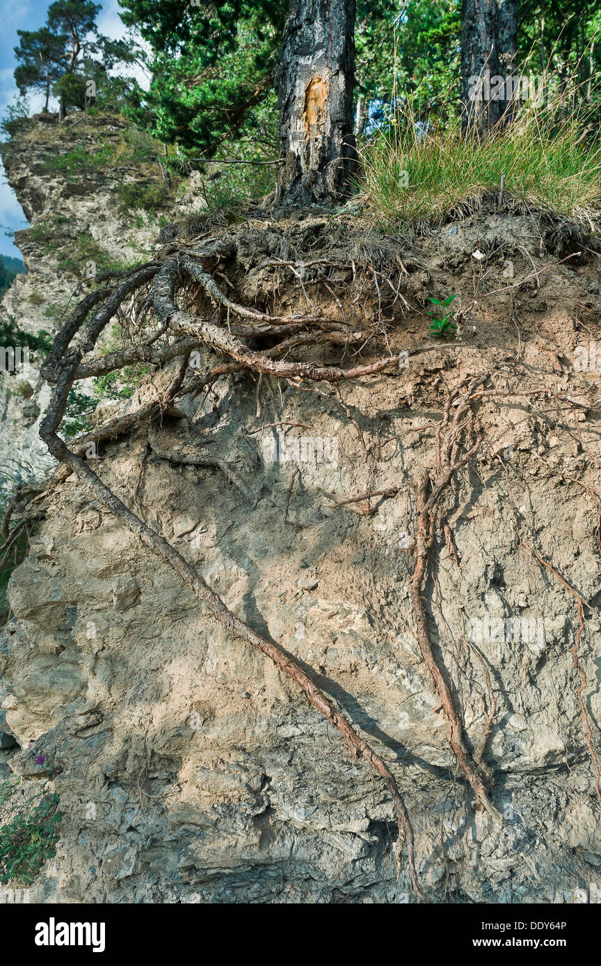 Nadelbaum Wurzeln Stockfoto