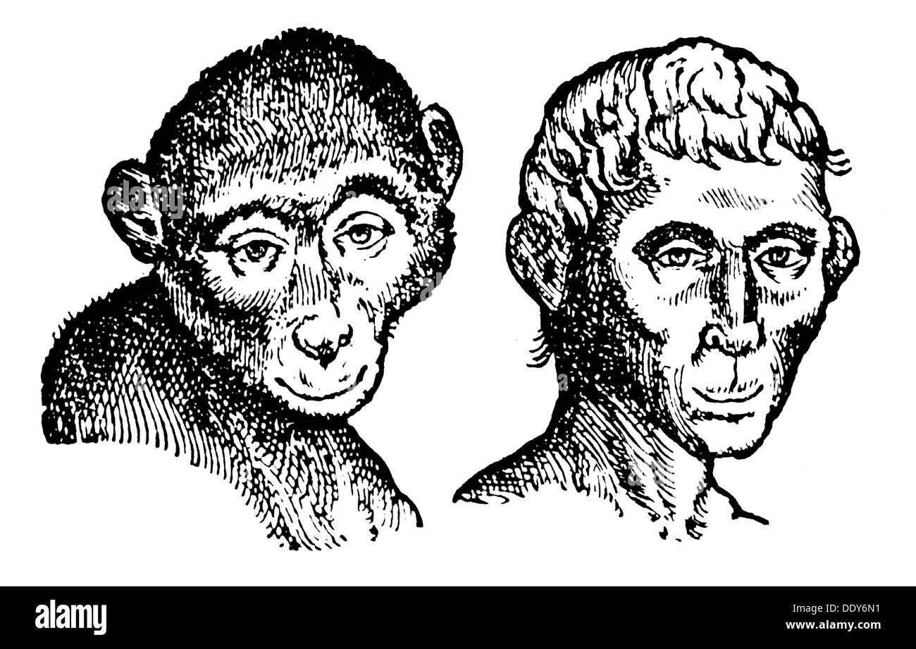 Medizin, Anatomie, Physiognomie, Analogie von Affe und Mensch, nach Giambattista della Porta (1535 - 1615), 'De Humana Physiognomia', 1586, Holzstich, aus: 'Großer Brockhaus', um 1900, Additional-Rights-Clearences-not available Stockfoto