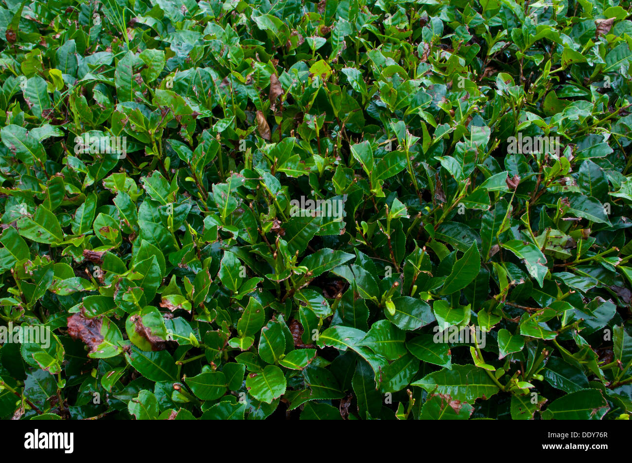 Teepflanze (Camellia Sinensis) Stockfoto