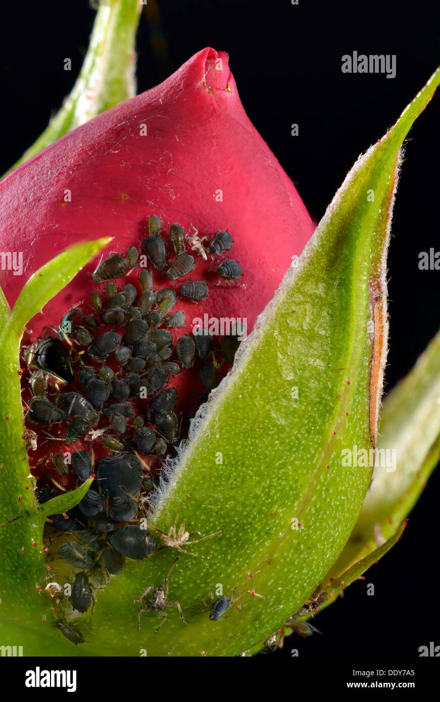 Große Rose Blattläuse (Macrosiphum Rosae), Kolonie, Schädlinge auf eine Knospe der Rose (Rosa) Stockfoto