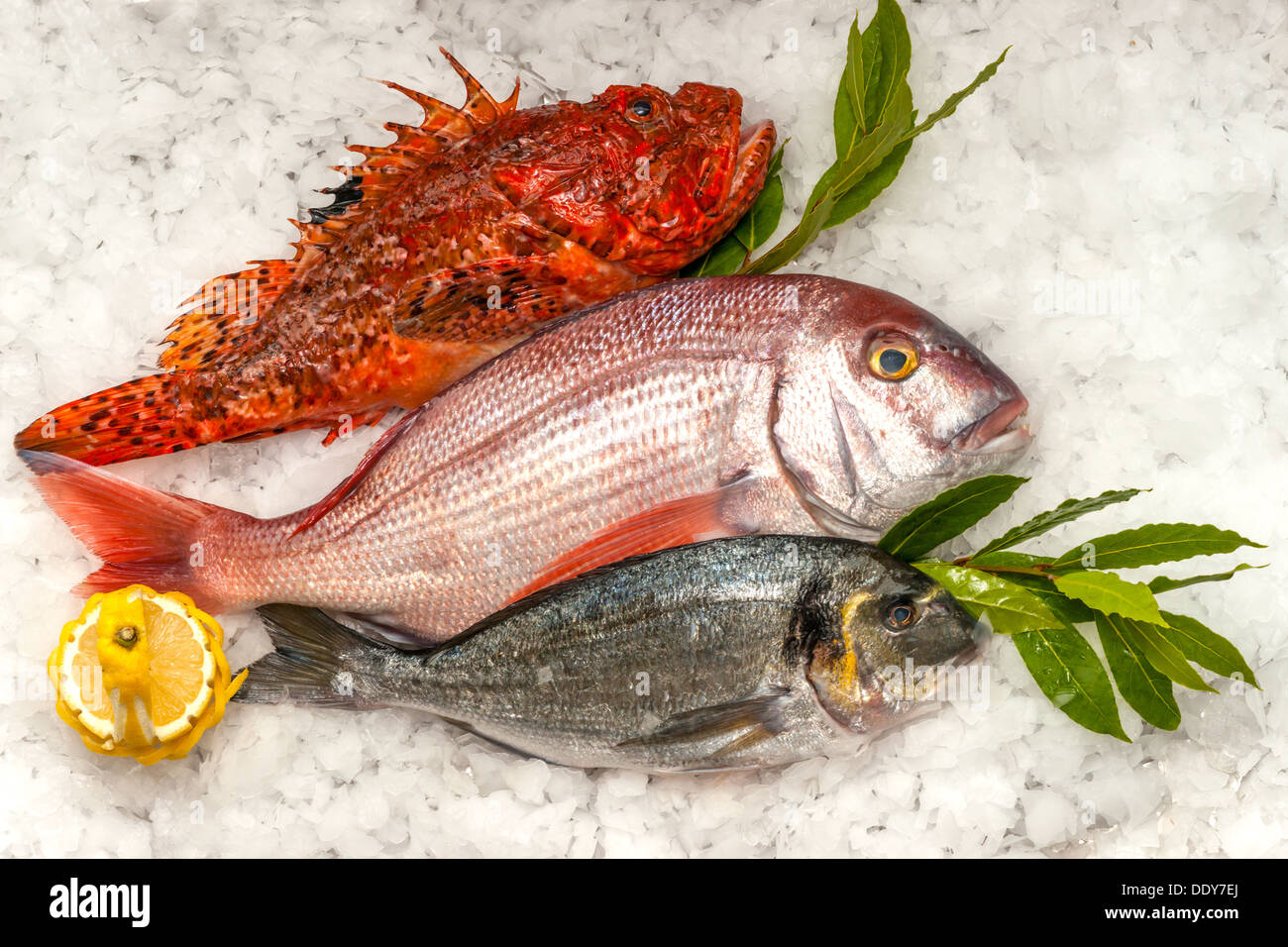 Meeresfrüchte auf Eis am Fischmarkt Stockfoto