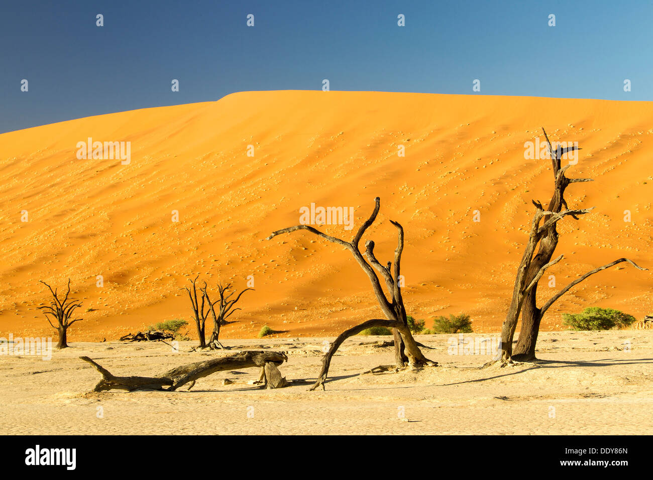 Tote Bäume vor einer Sanddüne Stockfoto