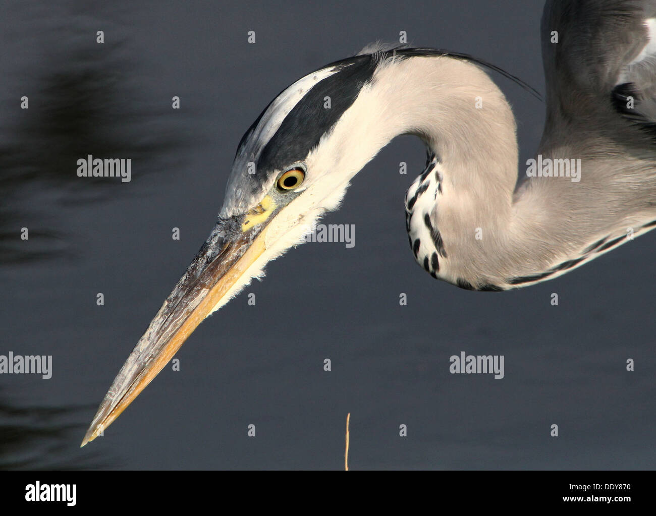 Detaillierte Nahaufnahme von einem europäischen Graureiher (Ardea Cinerea) Angeln entlang des Ufers Stockfoto