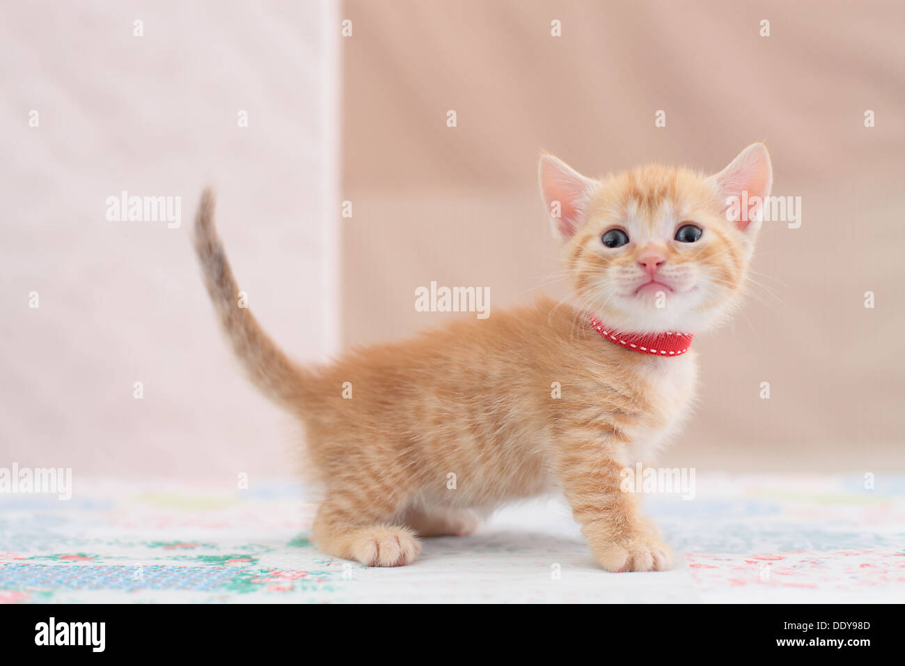 Munchkin Stockfoto