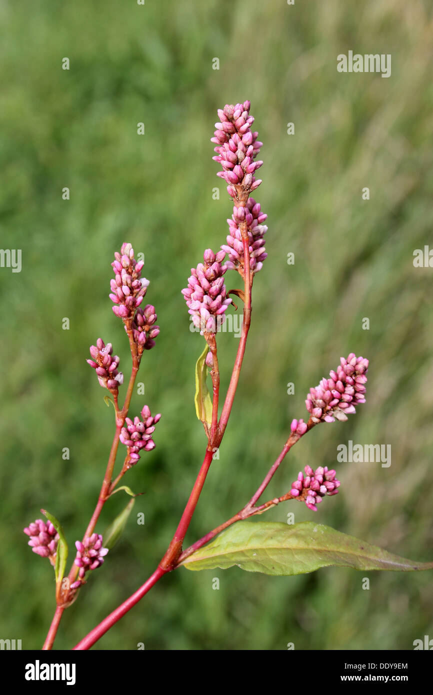 Rotschenkel Persicaria maculosa Stockfoto