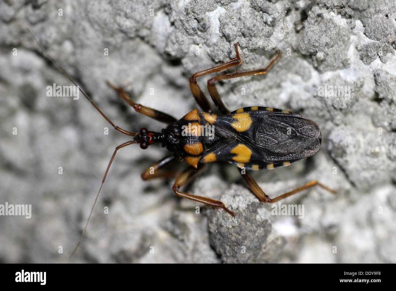 Orange und schwarz markiert Assassin Bug Reduviidae sp. Stockfoto