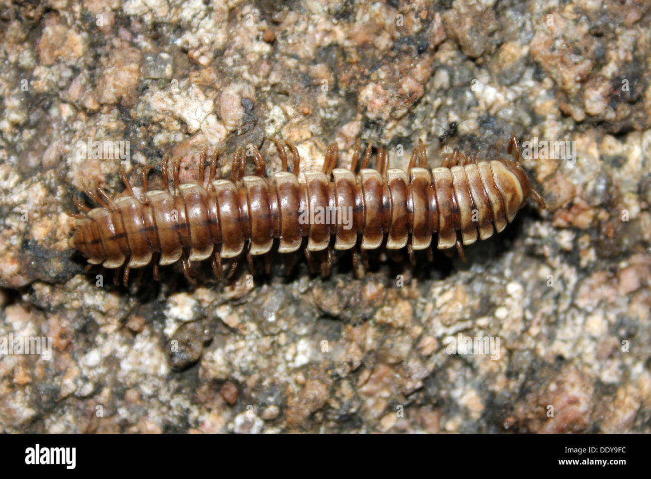 Wohnung-backed Tausendfüßler Astrodesmus Robustus, Ghana Stockfoto