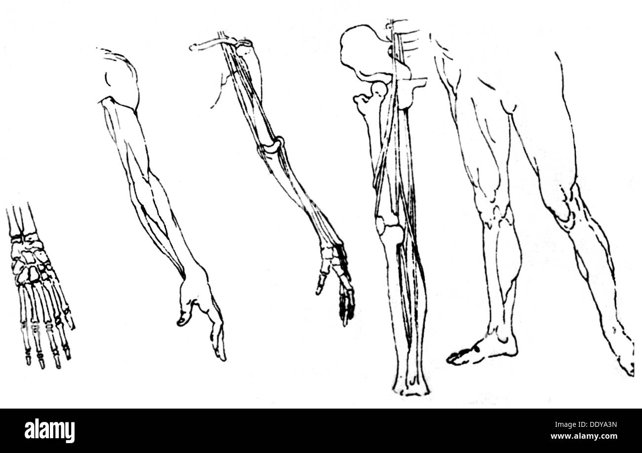 Dürer, Albrecht, 21.5.1471 - 6.4.1528, deutscher Maler und Grafiker, Werke, anatomische Skizze nach Leonardo da Vinci, Zeichnung, 16. Jahrhundert, Artist's Urheberrecht nicht geklärt zu werden. Stockfoto