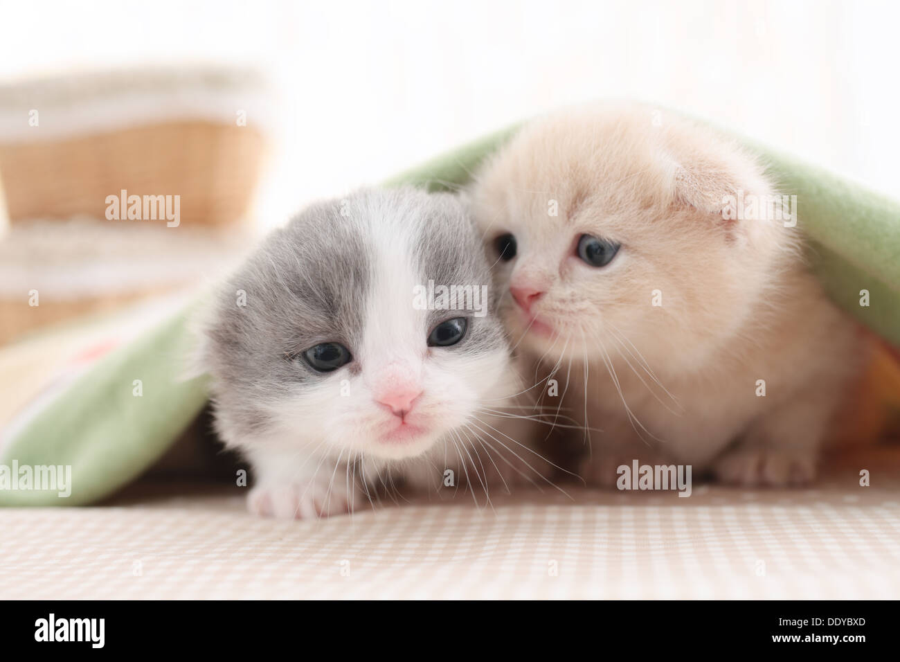 Scottish Fold Haustiere Stockfoto